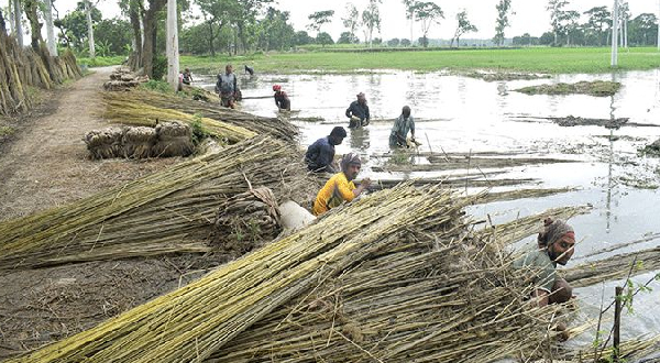 নান্দাইলে পাটের আঁশ ছাড়ানো, ধোয়া ও শুকানোর কাজে ব্যস্ত কৃষক