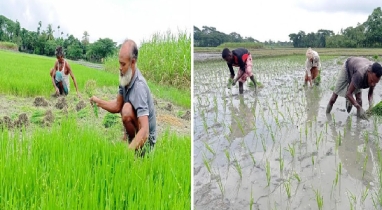 কিশোরগঞ্জে আমন ধান চাষে ব্যস্ত সময় পার করছেন কৃষকরা